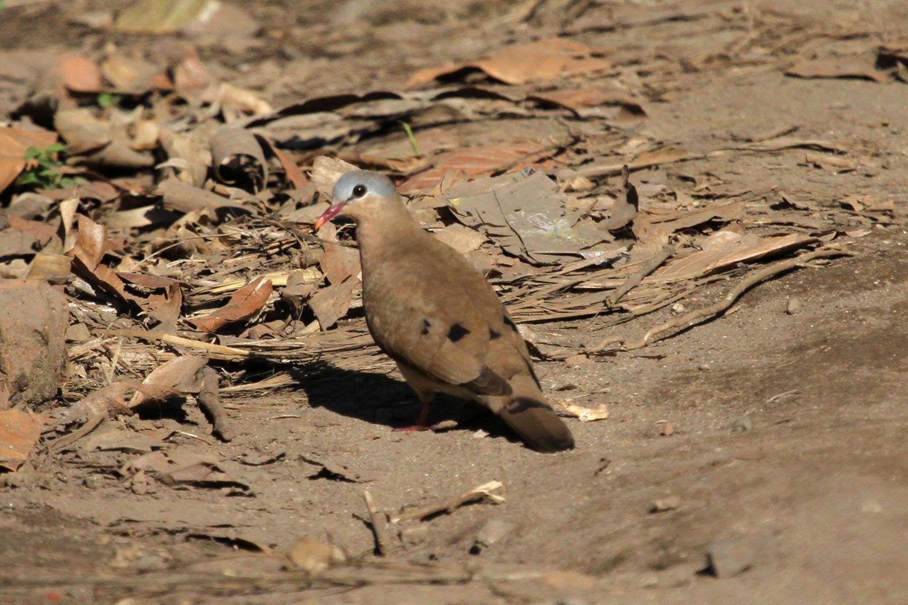 Image of Blue-spotted Dove