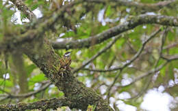 Image of Streaked Tuftedcheek