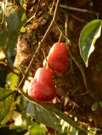 Imagem de Syzygium samarangense (Bl.) Merr. & L. M. Perry