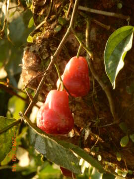 Image of Java rose apple