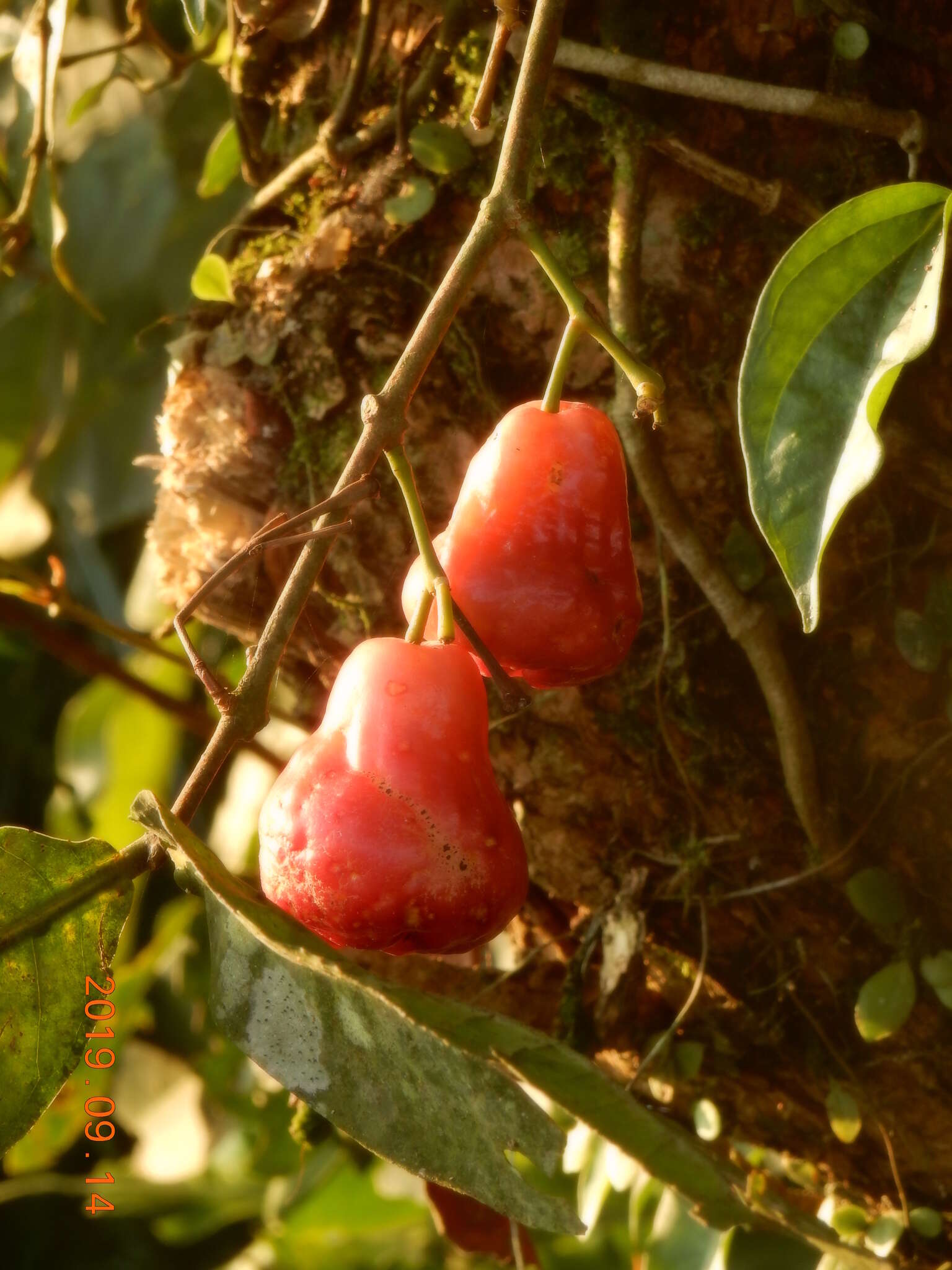 Imagem de Syzygium samarangense (Bl.) Merr. & L. M. Perry