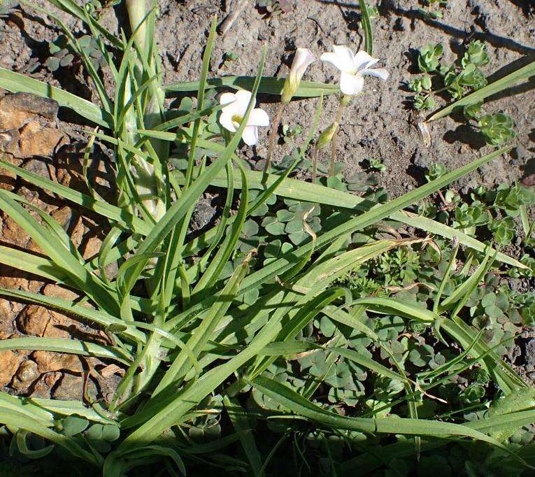 Imagem de Oxalis punctata L. fil.