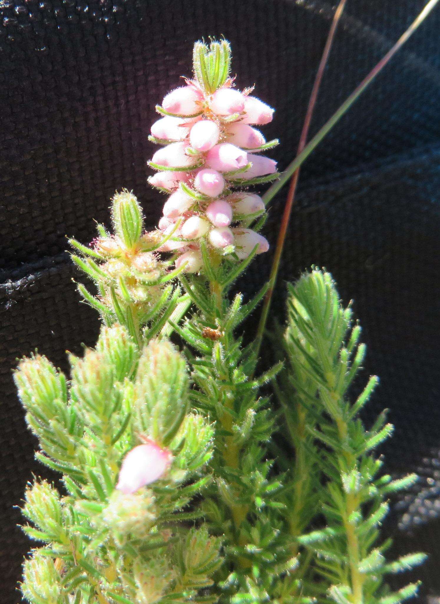 Image of Erica alopecurus var. alopecurus