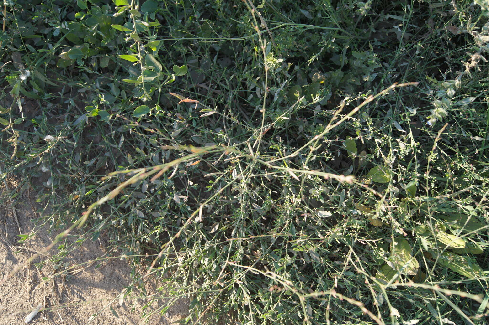 Image of Bellard's smartweed