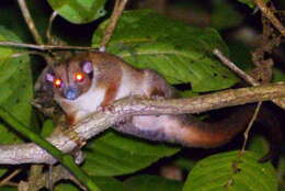 Image of Lowland Ringtail Possum