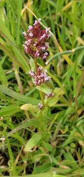 Plancia ëd Valeriana ciliosa (Greene) Byng & Christenh.