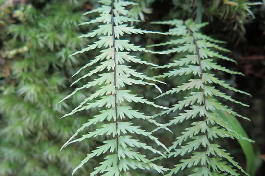 Image of Asplenium dissectum Sw.