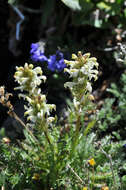 Image de Pedicularis parryi A. Gray