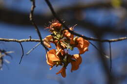 Image of Erythrina velutina Willd.