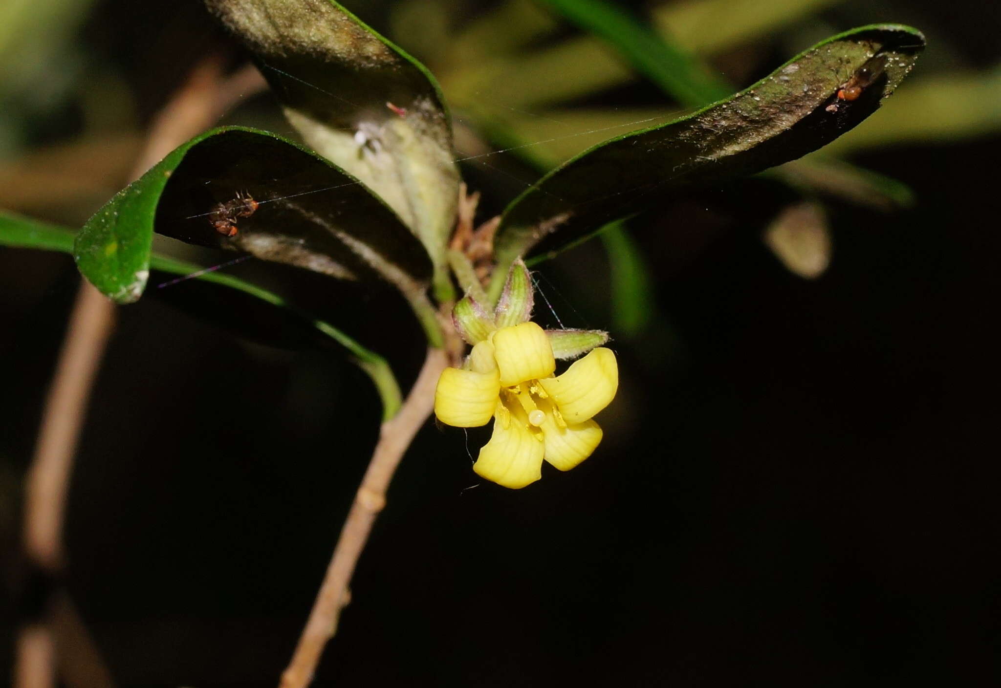 Image de Pittosporum bicolor Hook.