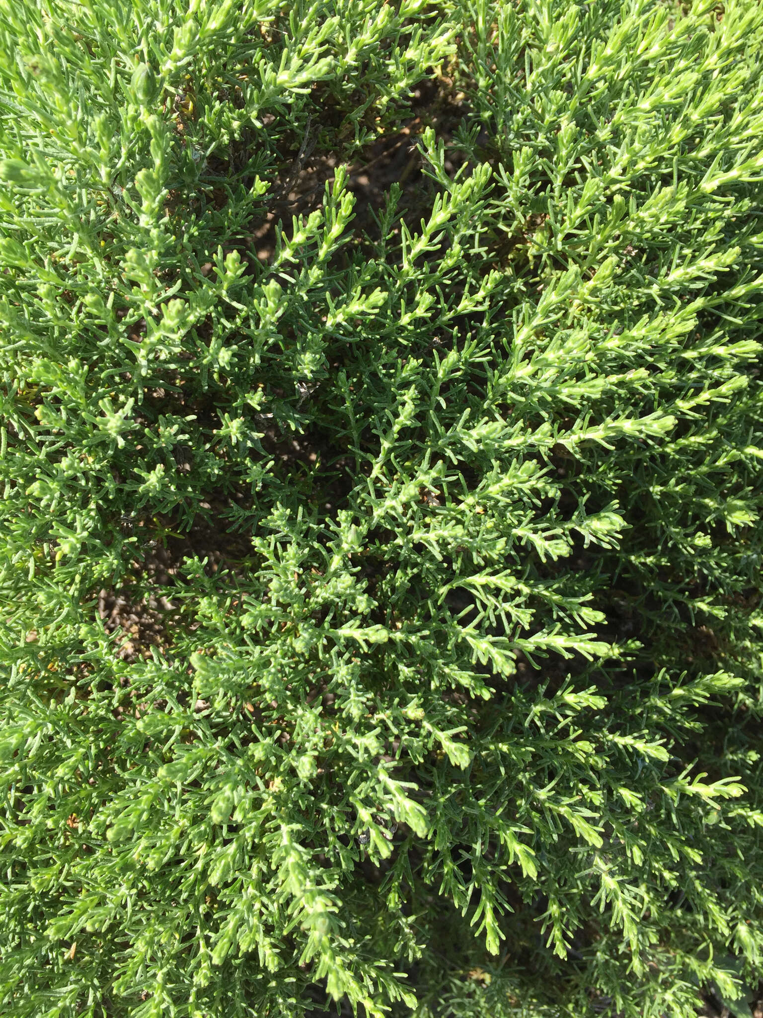 Image of California goldenbush