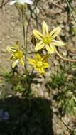 Sivun Triteleia ixioides (Dryand. ex W. T. Aiton) Greene kuva