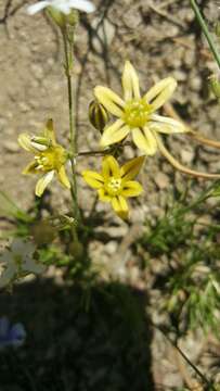 Sivun Triteleia ixioides (Dryand. ex W. T. Aiton) Greene kuva