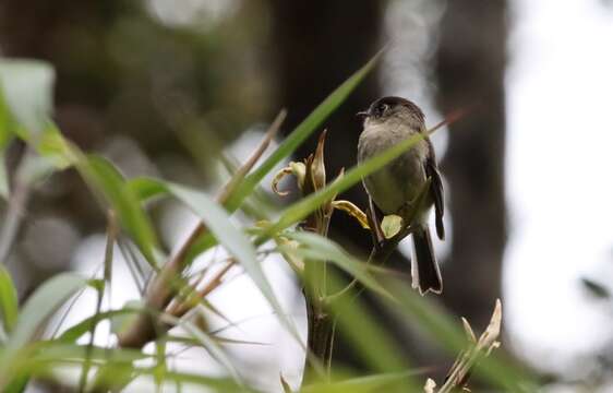 Empidonax atriceps Salvin 1870的圖片