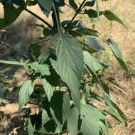 Image of Leonotis nepetifolia var. africana (P. Beauv.) J. K. Morton