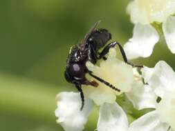 Image of Litophasia hyalipennis (Fallen 1815)