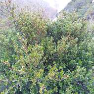 Image of Cedros Island Oak