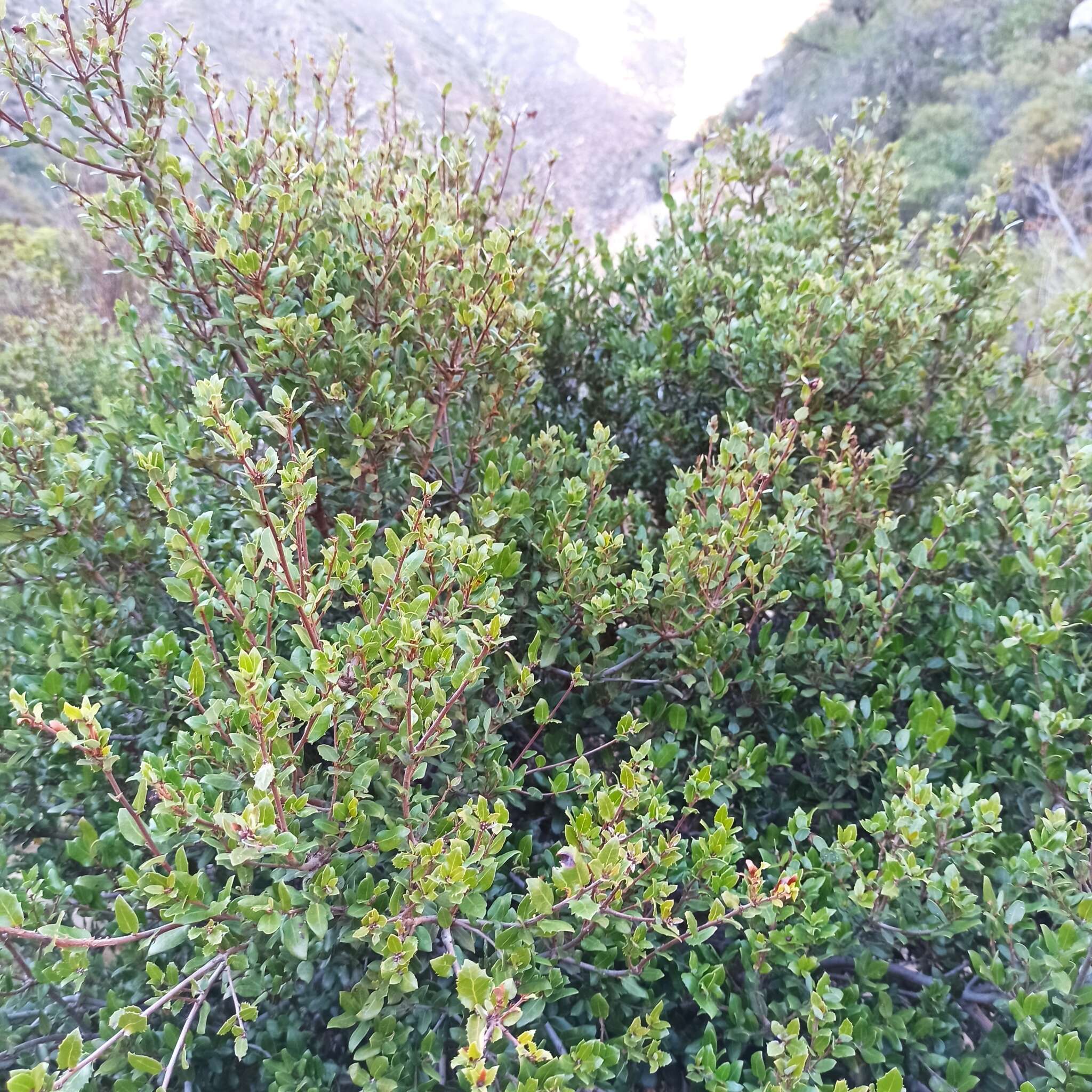 Image of Cedros Island Oak