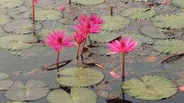 Image of Hairy Water Lily