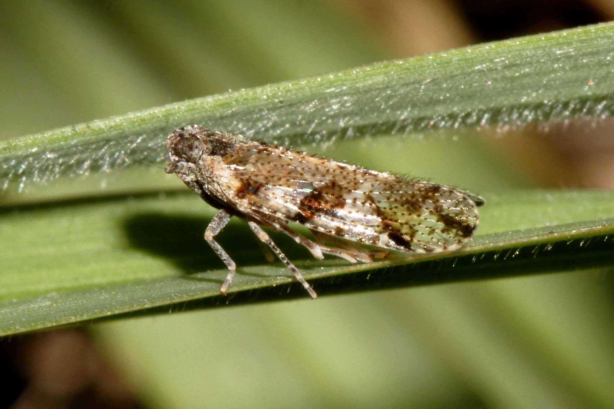 Image of Cixiosoma bonaerense Berg 1883