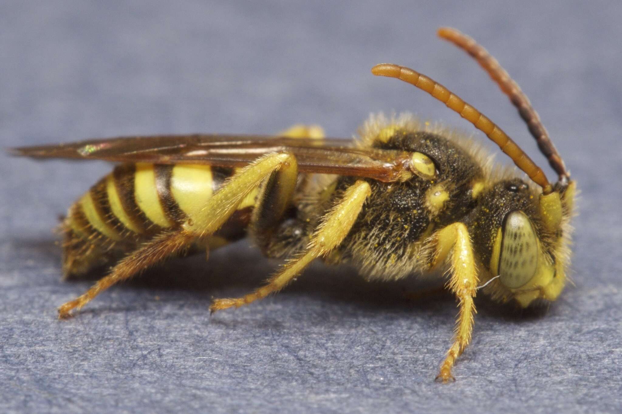 Image of Nomada luteoloides Robertson 1895