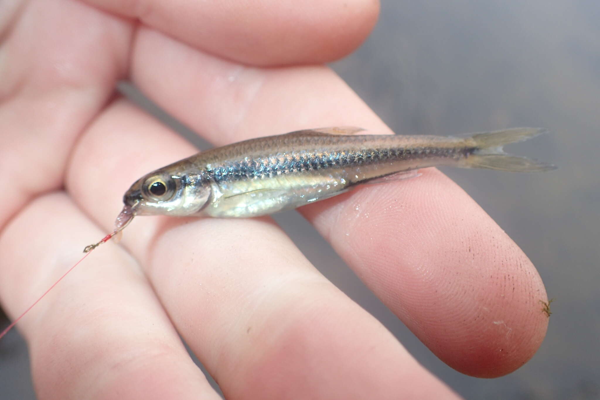 Image of Coastal Shiner