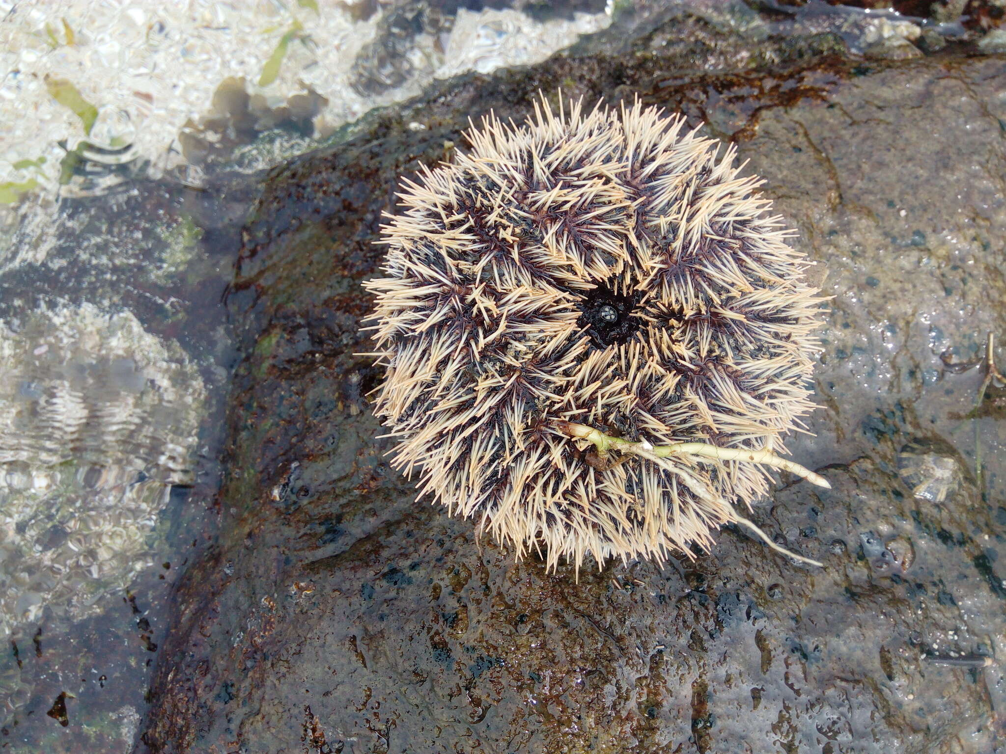 Image of Collector urchin