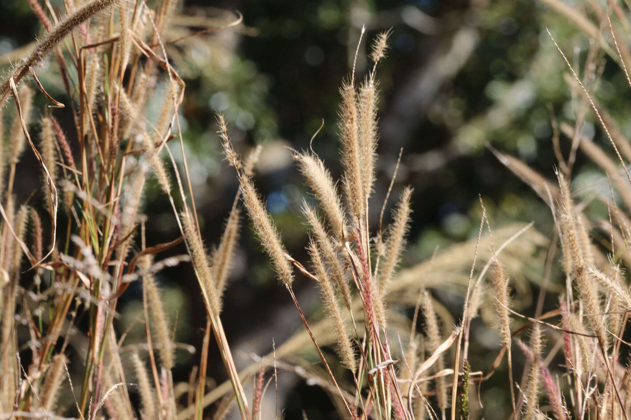 Sivun Cenchrus polystachios (L.) Morrone kuva