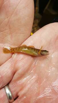 Image of Fantail Darter