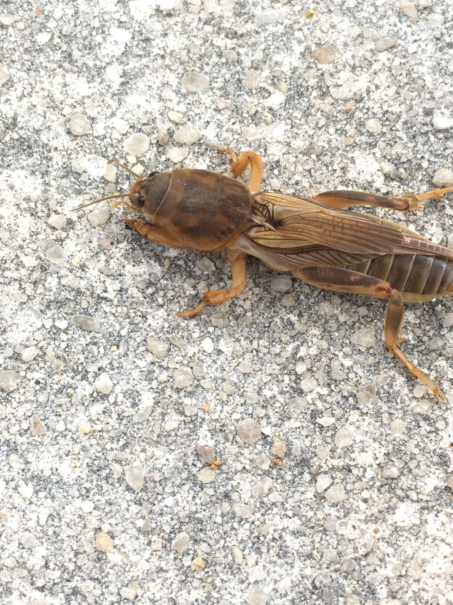 Image of Tawny Mole Cricket