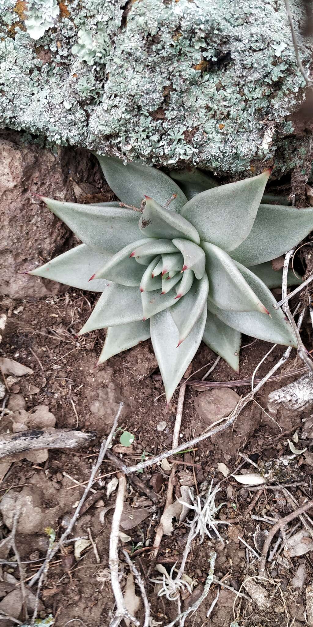 Image of Echeveria agavoides Lem.