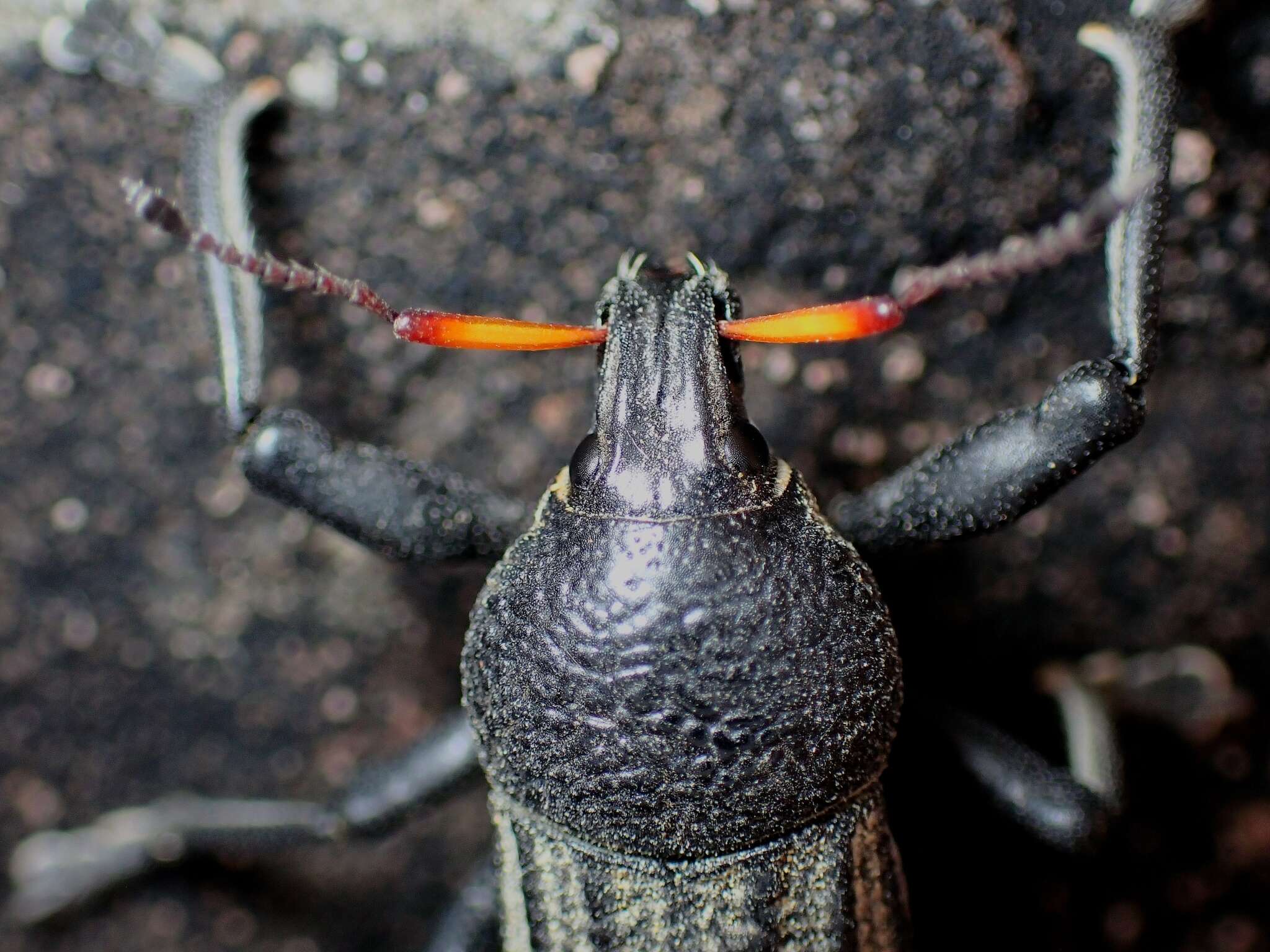 Image of Psapharus ruficornis (Blackburn 1893)