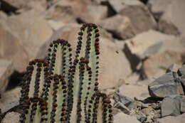 Image of Neoraimondia arequipensis (Meyen) Backeb.