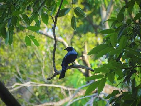 Image of Fairy-bluebird