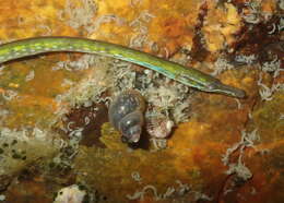 Image de Nérophis Ophidion