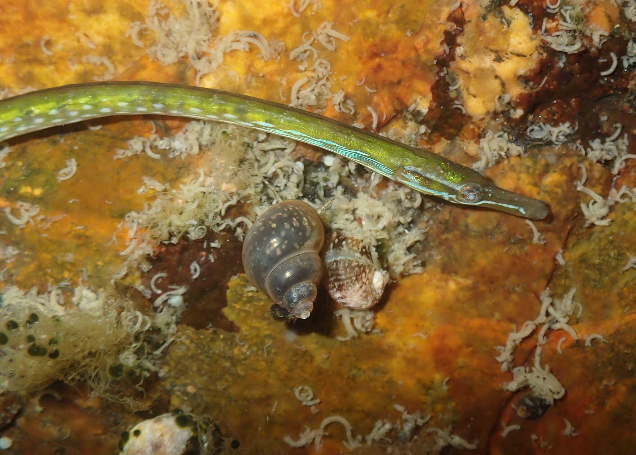 Image of Straightnose Pipefish