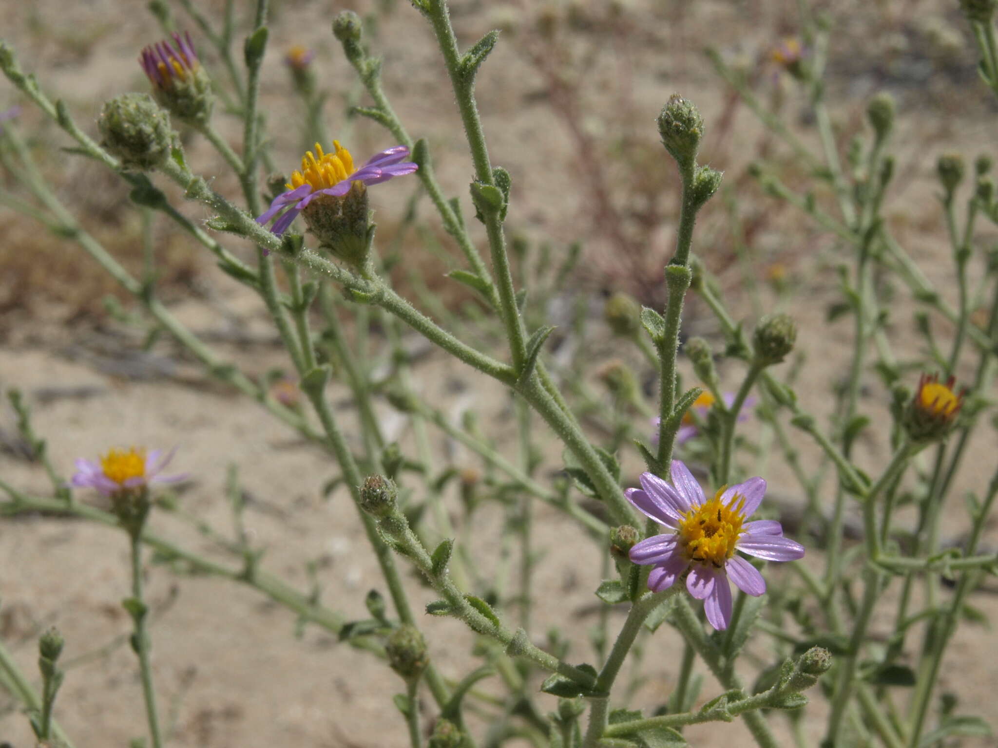 Imagem de Dieteria canescens var. leucanthemifolia (Greene) D. R. Morgan & R. L. Hartman