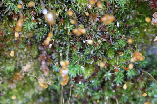 Слика од Pogonatum aloides Palisot de Beauvois 1805