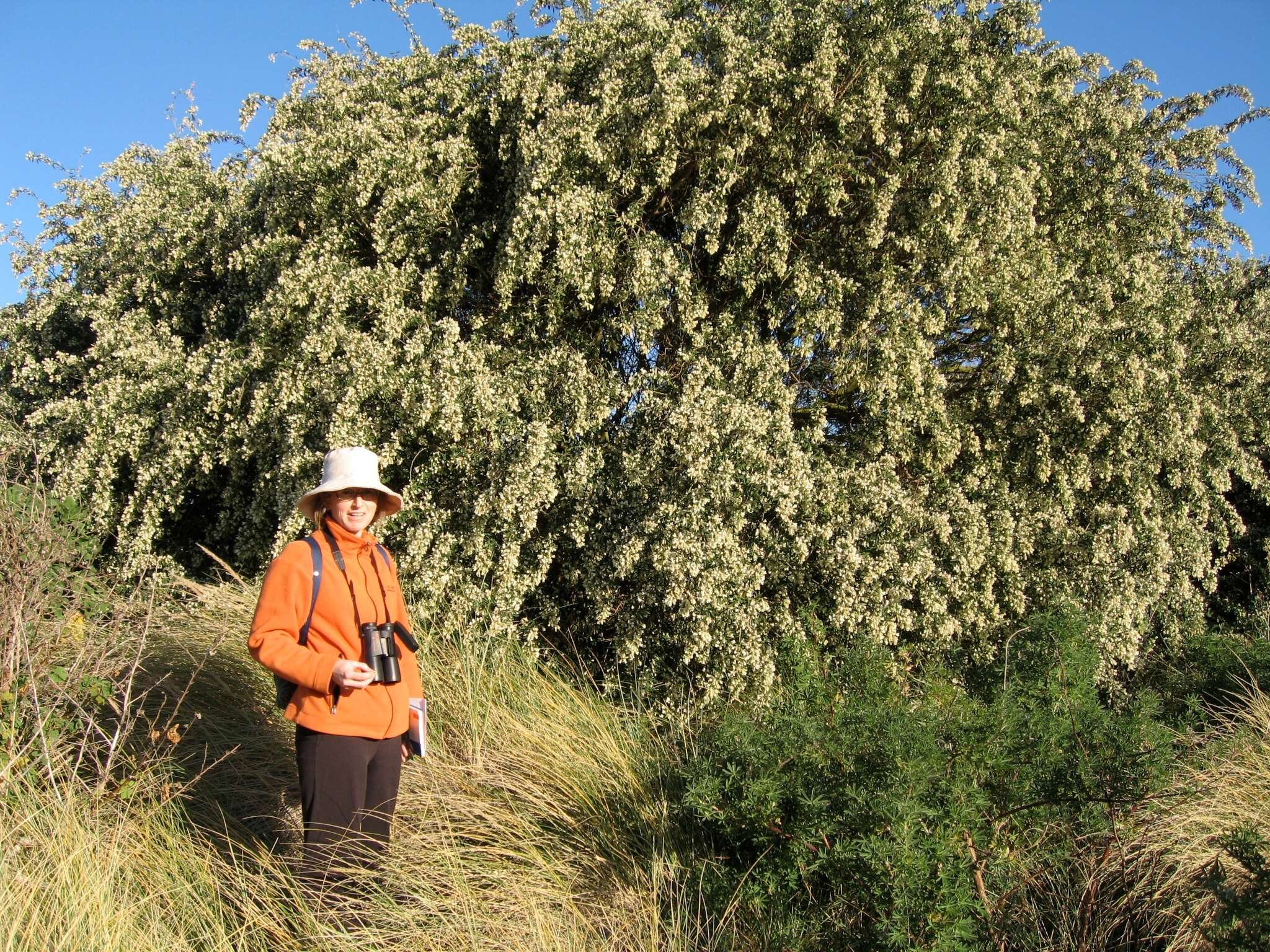 Image of <i>Chamaecytisus prolifer</i> subsp. <i>palmensis</i> (Christ) G. Kunkel