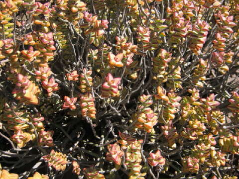 Image of Crassula rupestris subsp. rupestris