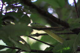 Image of Dendroaspis jamesoni kaimosae Loveridge 1936