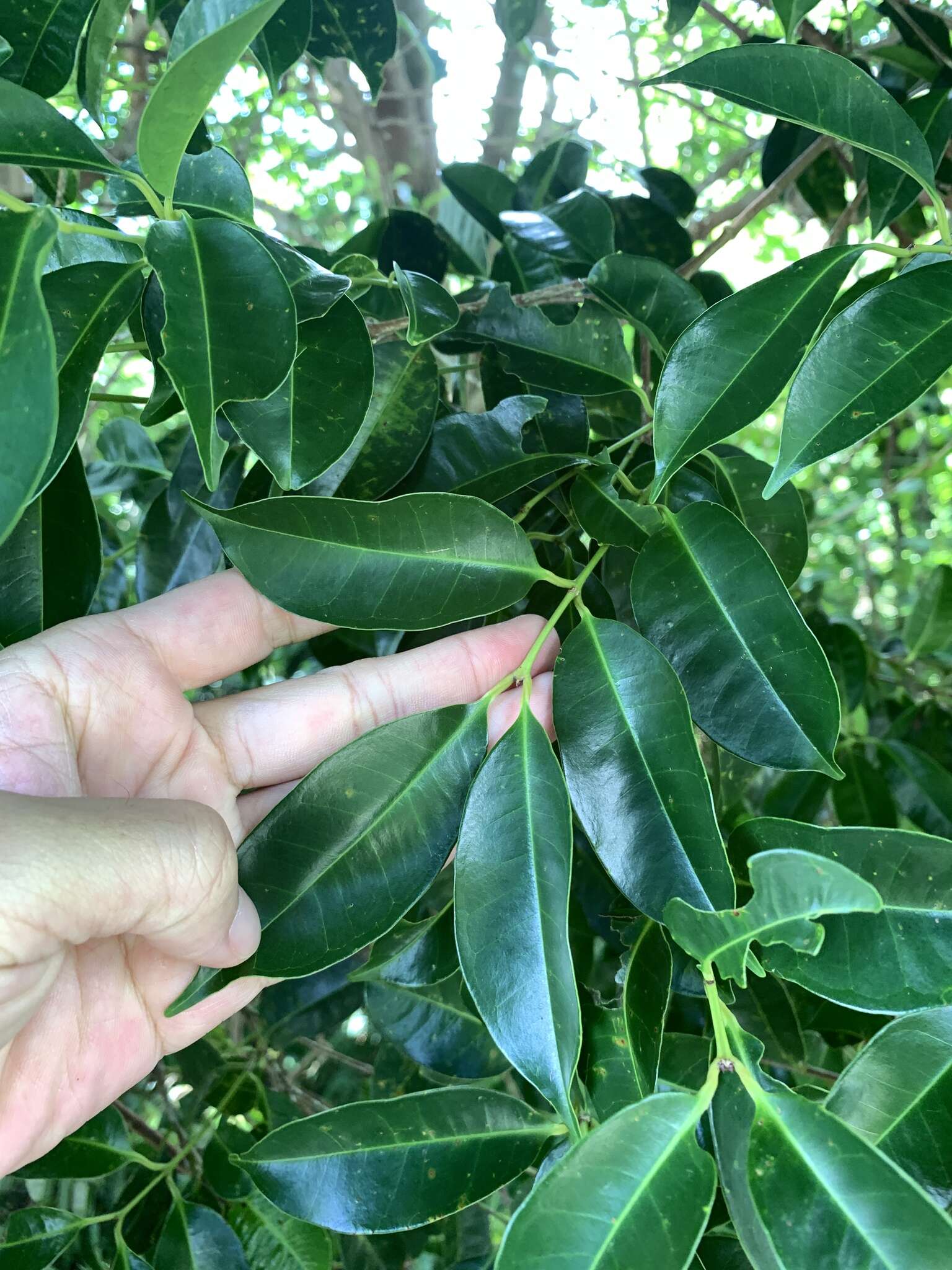 Image de Syzygium simile (Merr.) Merr.