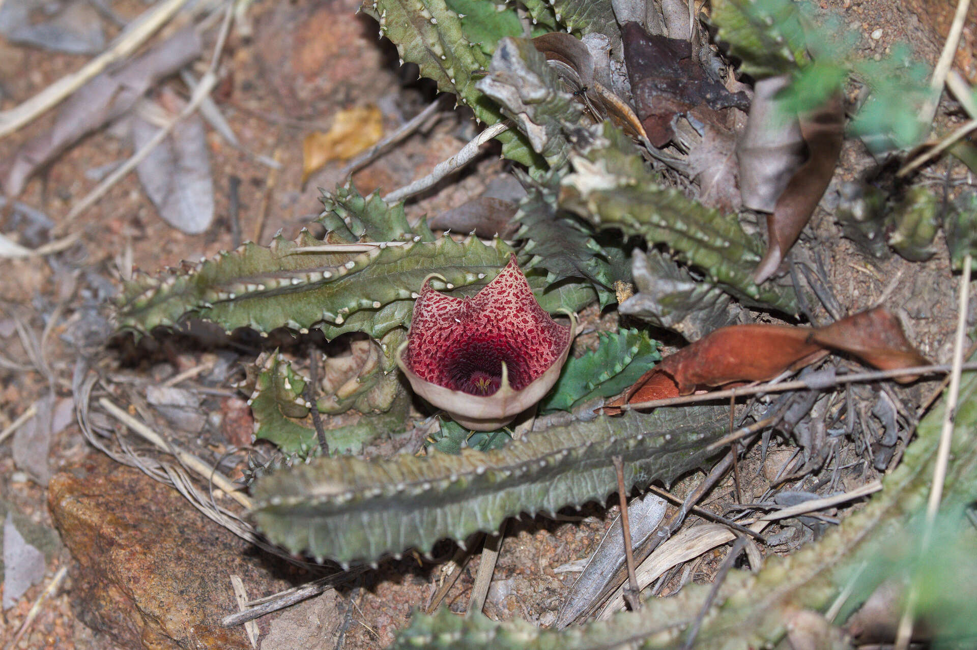 Plancia ëd Ceropegia kirkii (N. E. Br.) Bruyns