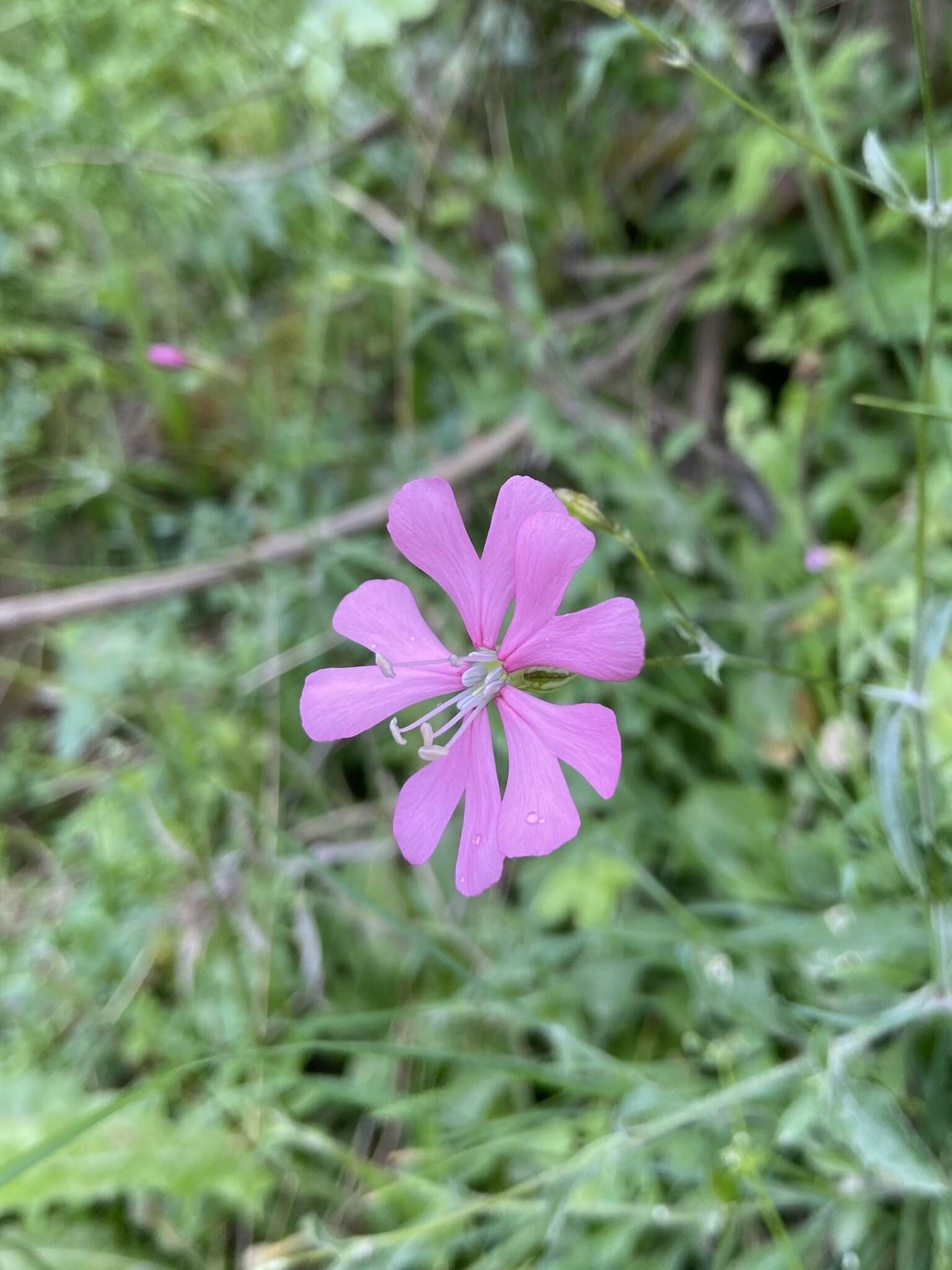 Image of Silene cythnia (Halácsy) Walters