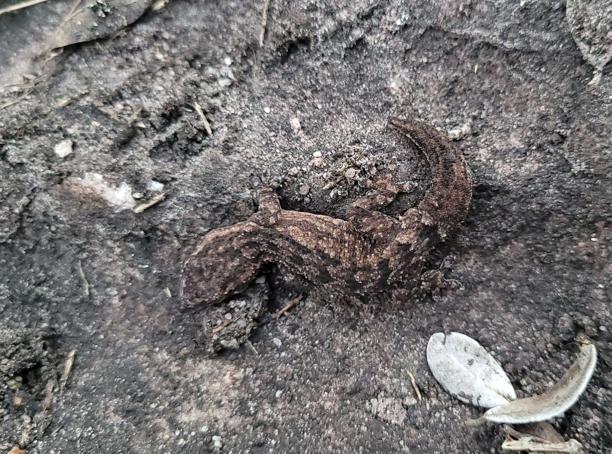 Image of Amaral's Brazilian Gecko