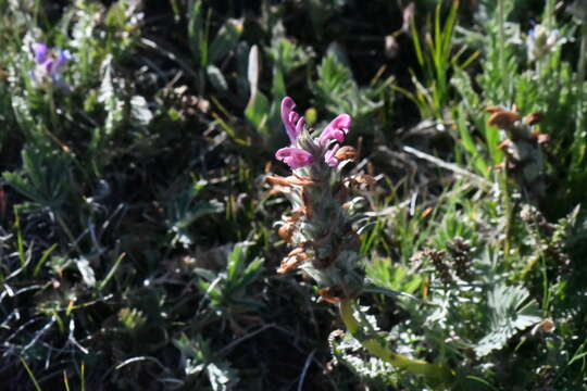 Imagem de Pedicularis cystopteridifolia Rydb.