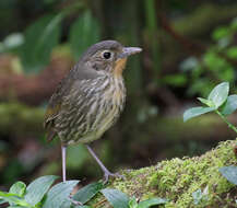 Image of Santa Marta Antpitta