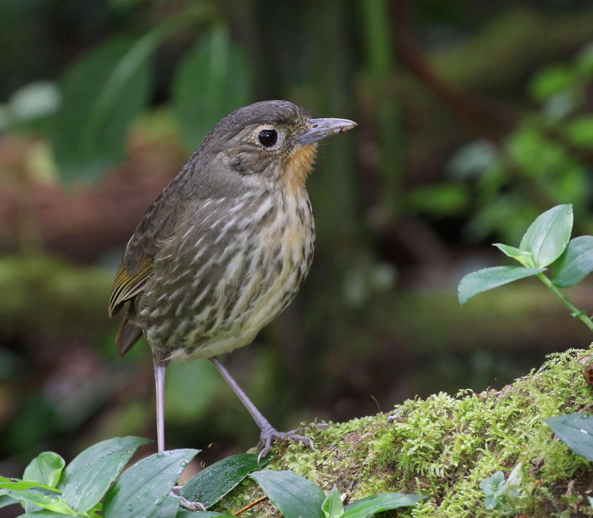 Image of Santa Marta Antpitta