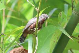 Image of Chestnut-breasted Negrofinch