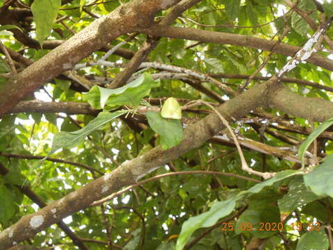 Image of Rinorea guatemalensis (S. Watson) H. H. Bartlett
